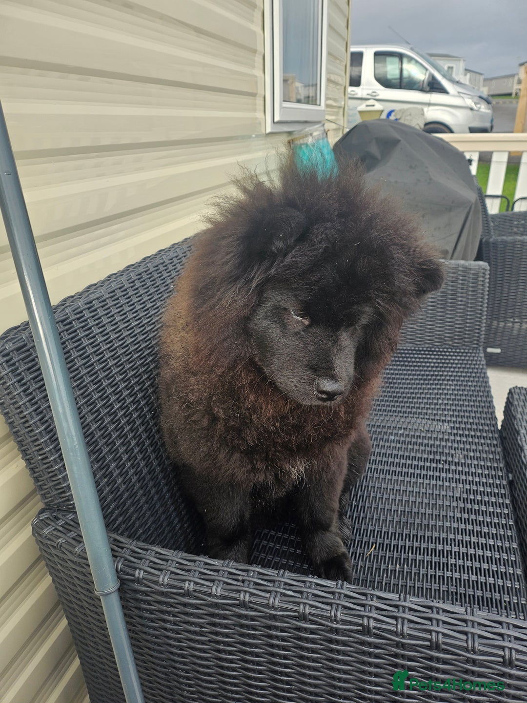 Chow Chow dogs for sale: Outstanding 3 beautiful chow pups - Image 19