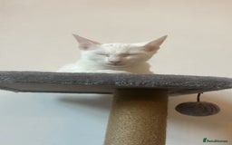 Mixed Breed cats for sale: Siamese x Maine coon - Advert 2