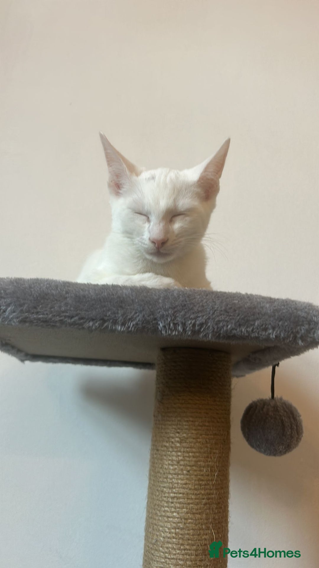 Mixed Breed cats for sale: Siamese x Maine coon - Advert 2