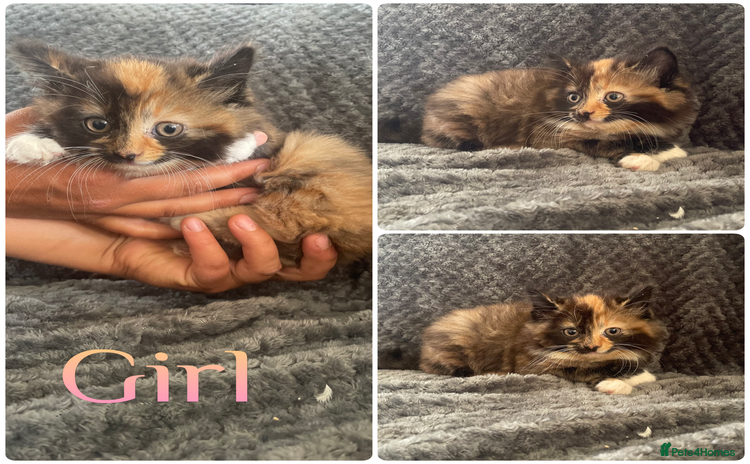 Mixed Breed cats - Advert 16