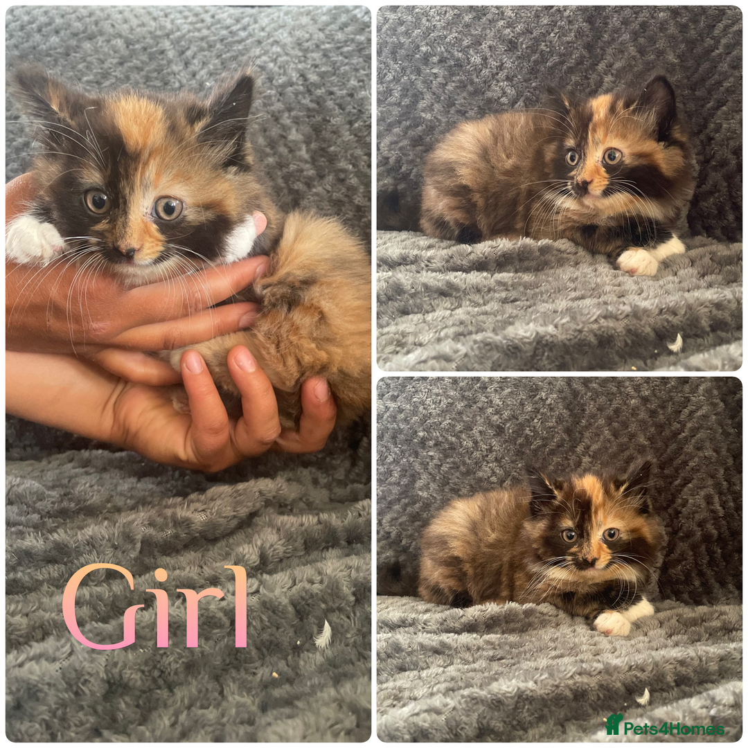 Mixed Breed cats for sale: Beautiful kittens  - Image 1