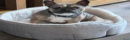 French Bulldog dogs for sale: Female French bulldog  - Advert 2