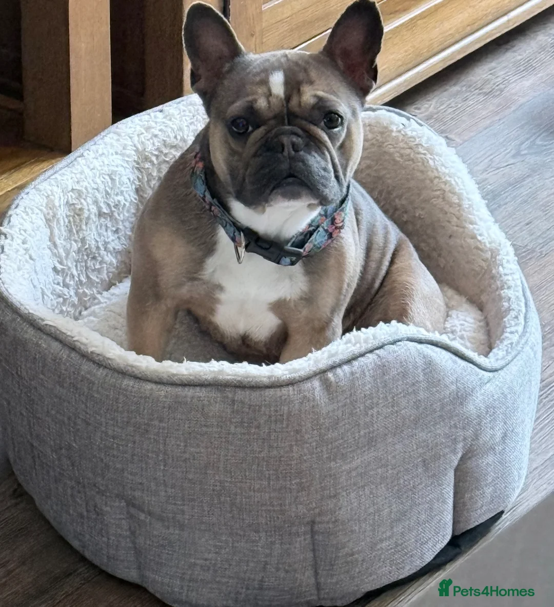 French Bulldog dogs for sale: Female French bulldog  - Advert 2