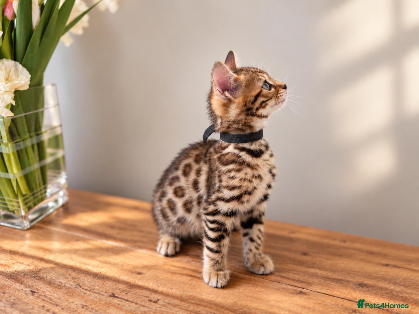Bengal cats TICA Rosetted Bengal Kittens, Health Tested - Advert 2
