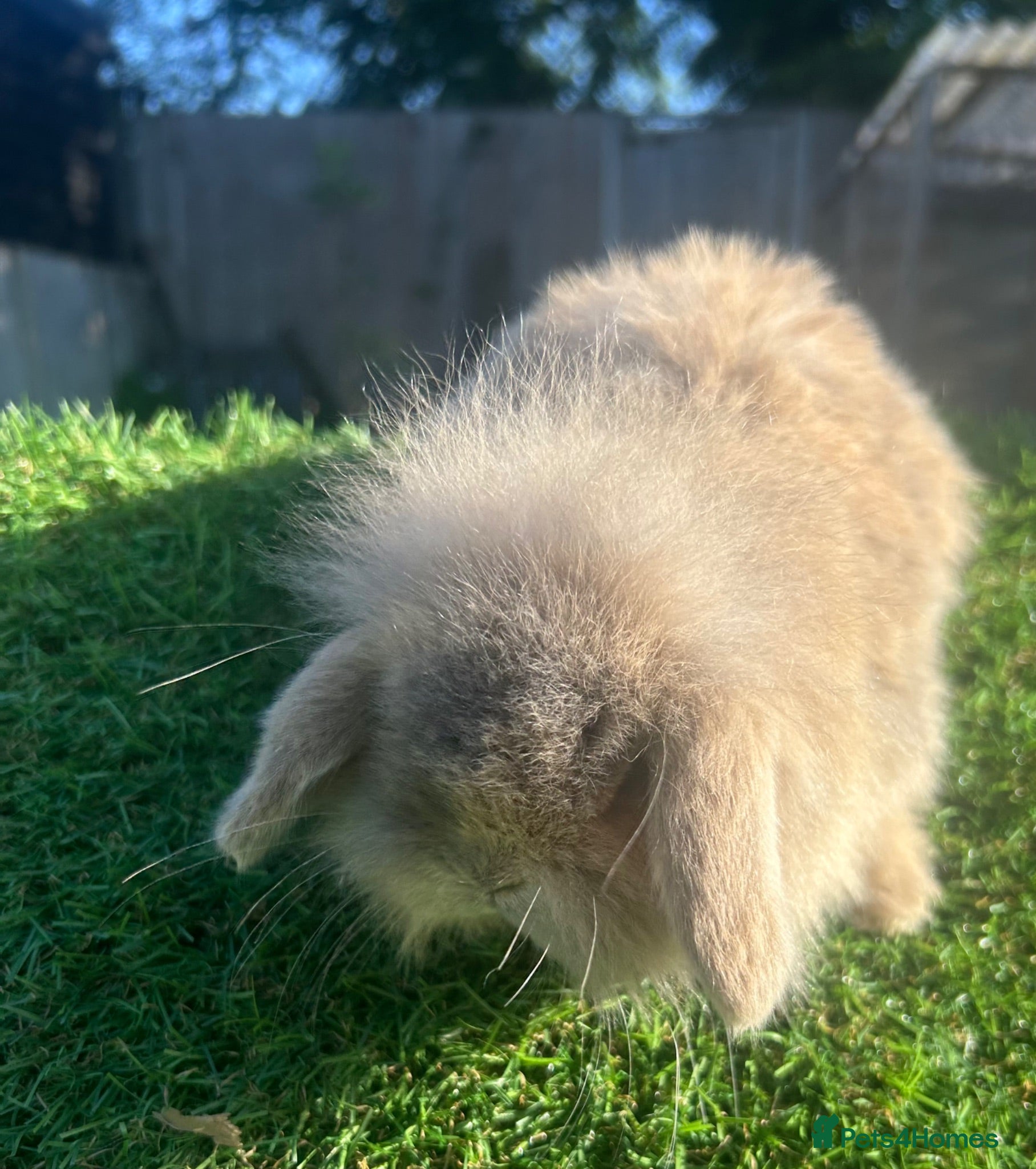 Mini Lion Lop rabbits Mini Lion Lop Rabbits – Ready This Weekend 🐰 - Advert 1