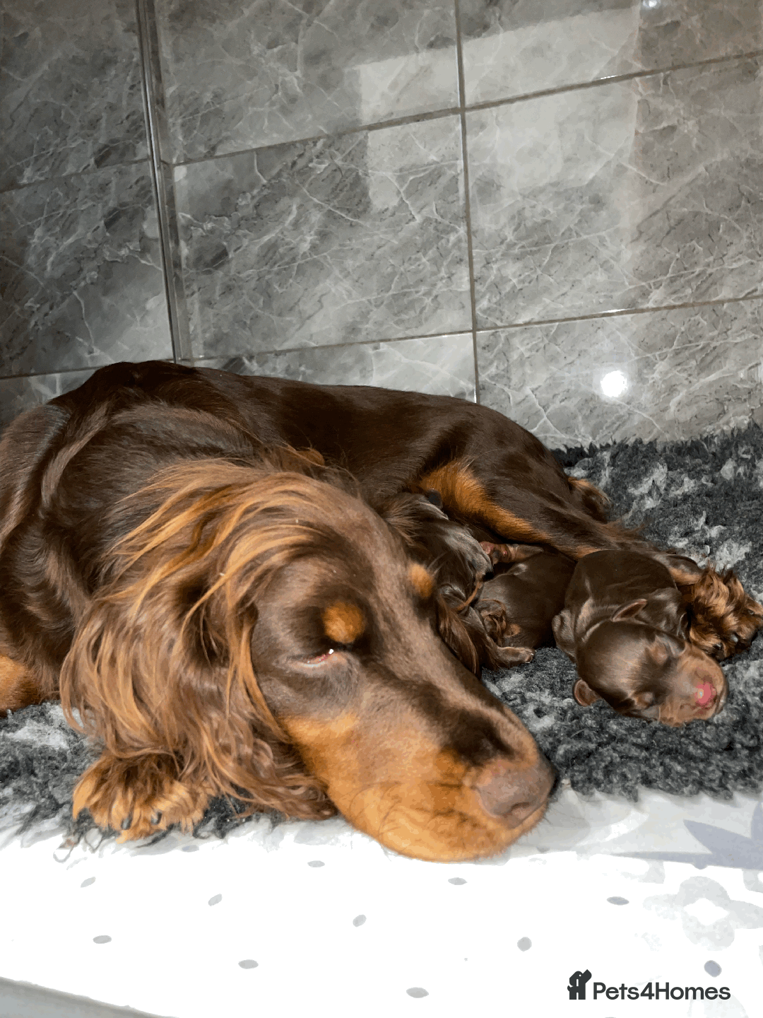 Cocker Spaniel dogs for sale: Cocker Spaniel Pups Outstanding Pedigree Lines! - Advert 34