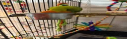 Lovebirds birds for sale: Baby orange and green lovebird  in Sheffield - Advert 3