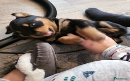 Rottweiler dogs for sale: 1 male 1 female rottweiler  - Image 3