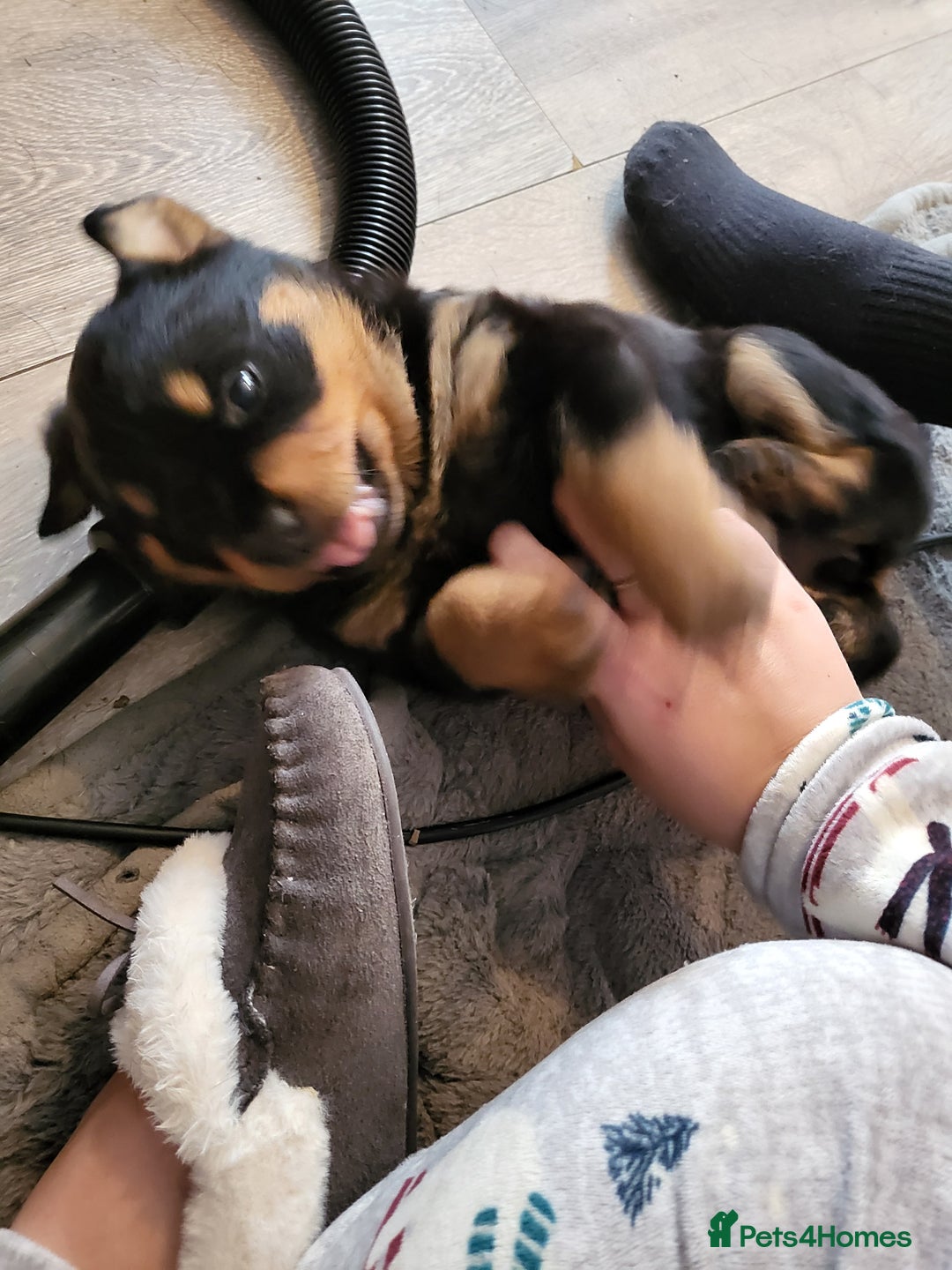 Rottweiler dogs for sale: 1 male 1 female rottweiler  - Image 3