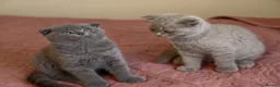Scottish Fold cats for sale: 3 lovely Scotish Fold kittens  - Advert 25