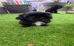Shih Tzu dogs for sale: Imperial Shih-Tzu puppies-Ready for a new home   in Walsall - Image 9