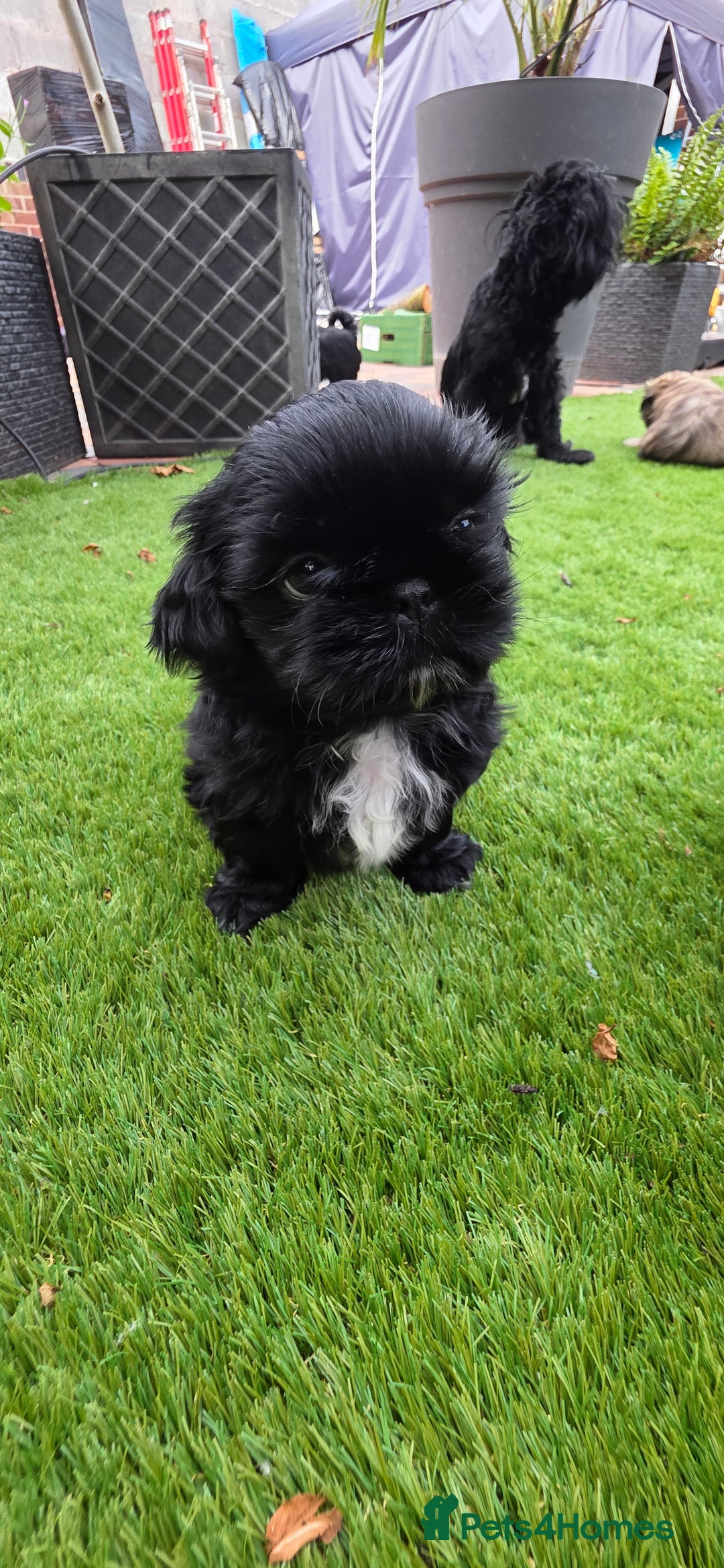 Shih Tzu dogs for sale: Imperial Shih-Tzu puppies-Ready for a new home   in Walsall - Image 9