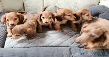 Miniature Dachshund dogs - Advert 5