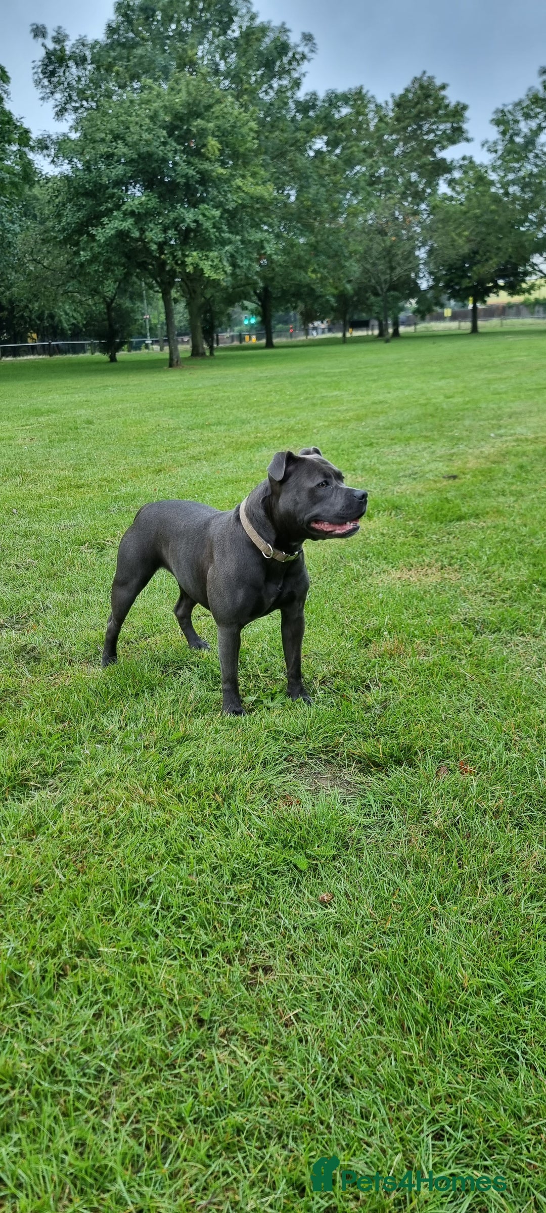 Staffordshire Bull Terrier dogs for sale: Blue Staffordshire bull terrier puppies  - Advert 1