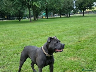 Staffordshire Bull Terrier dogs Blue Staffordshire bull terrier puppies - Advert 3