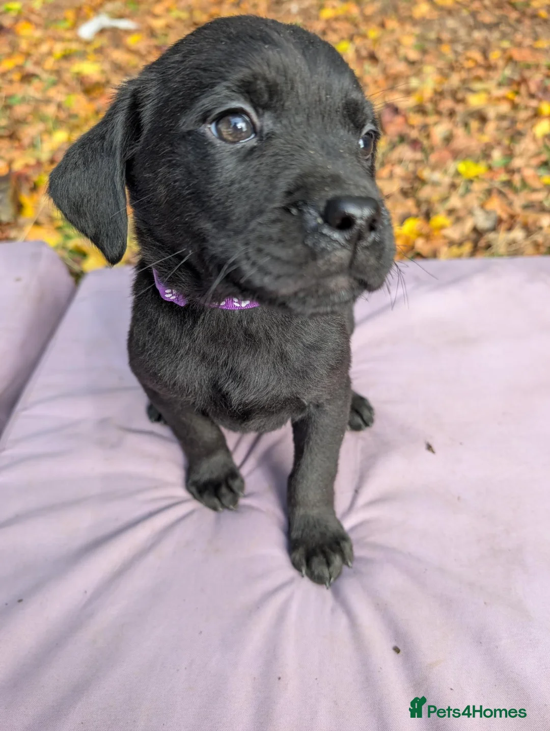 Mixed Breed dogs for sale: Labrador x rottweiler pups  - Advert 35