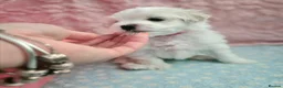 Maltese dogs for sale: 🐶Exceptional Maltese Puppies–ONLY 2 BOYS LEFT  - Advert 17