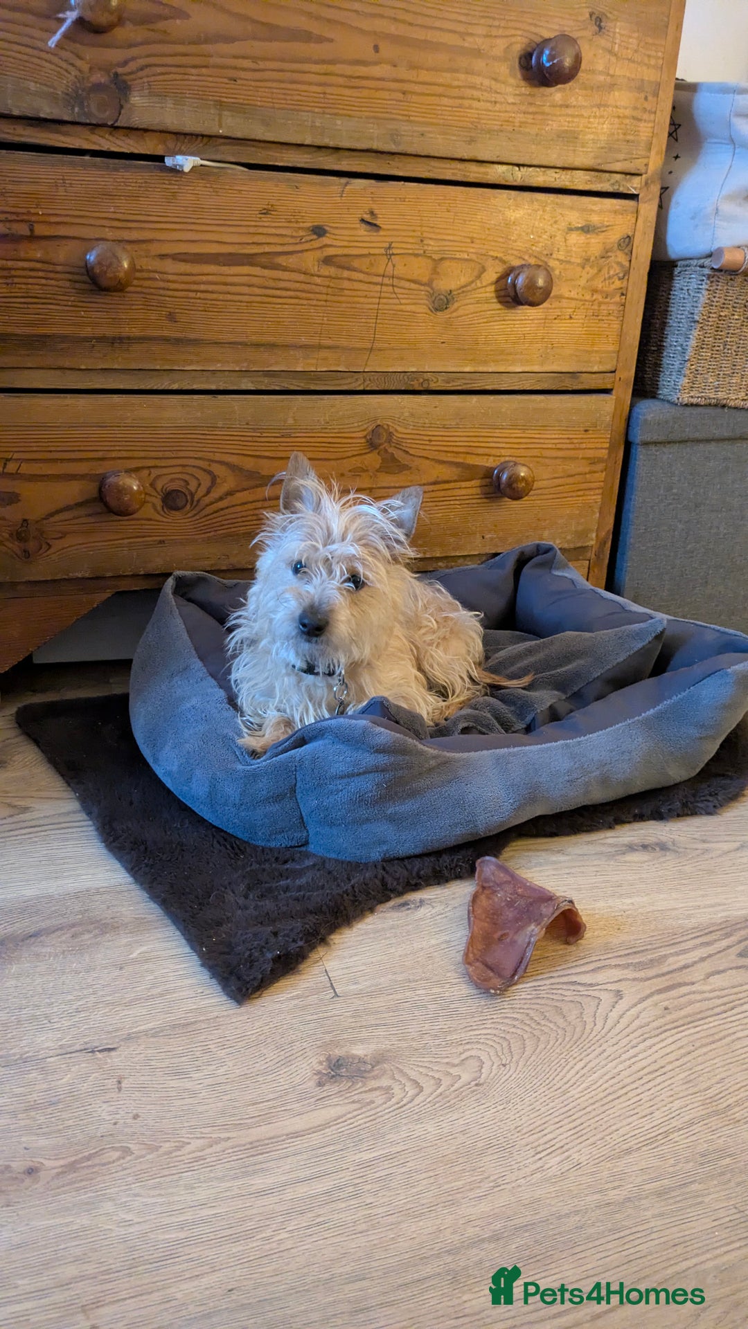 Jack Russell dogs for sale: Rough haired jack russel  - Advert 6