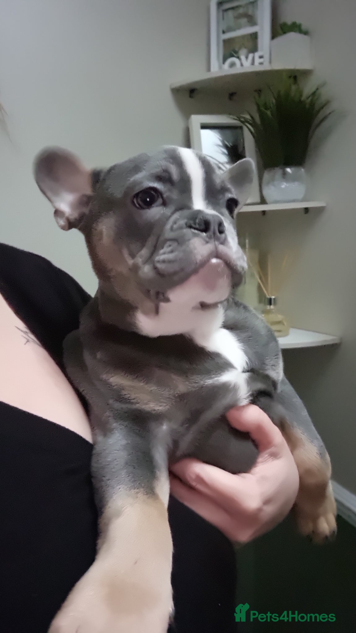 Mixed Breed dogs for sale: French/english bulldog puppy  - Advert 4