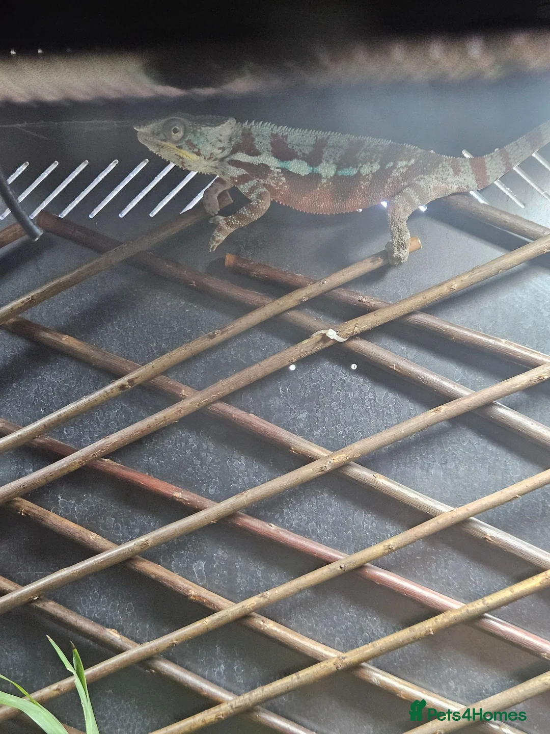 Chameleon reptiles for sale: Male ambilobe chameleon plus set up - Advert 3