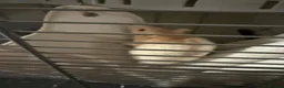Rat rodents for sale: 2X male fancy albino rats in Plymouth - Advert 3