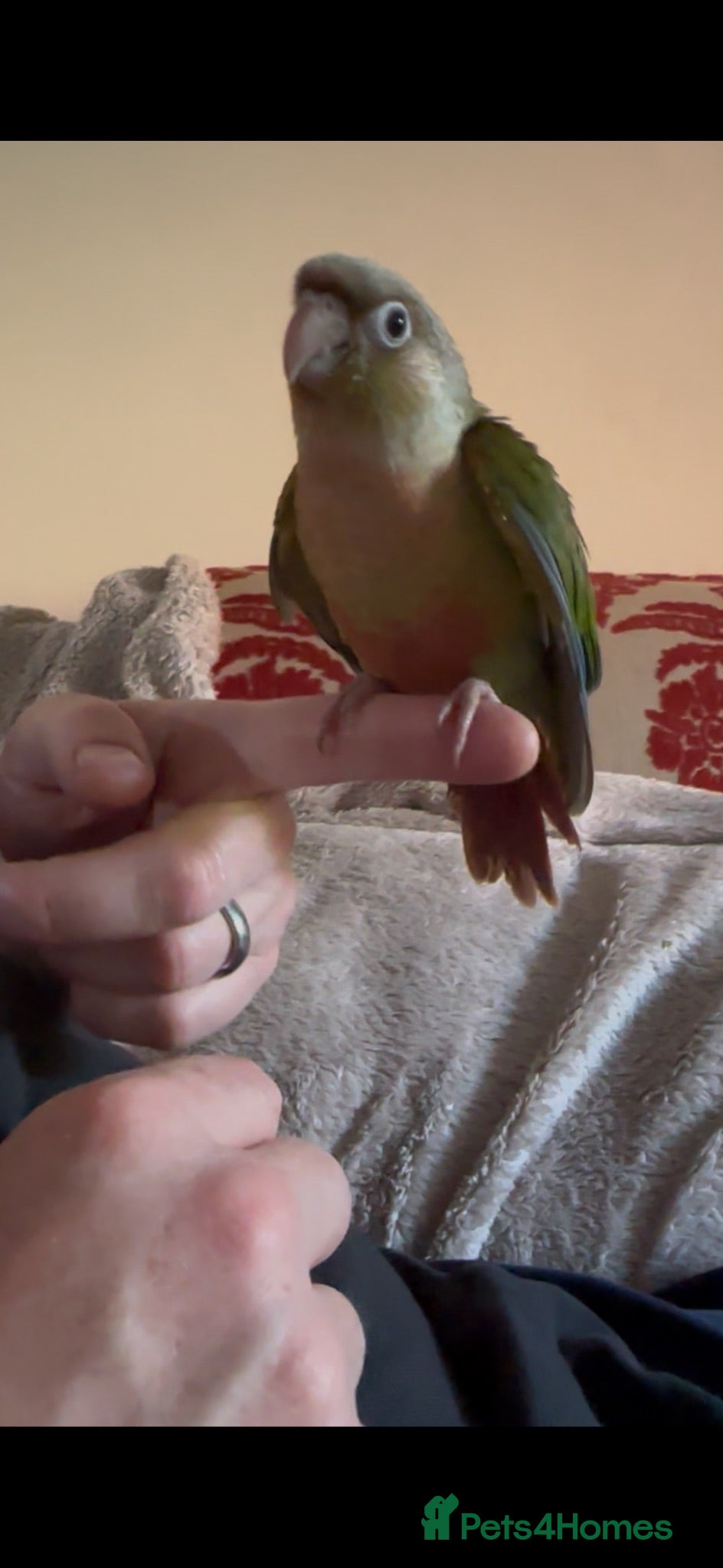 Conures birds Super Tame Parrot Conure Baby For Sale - Advert 2