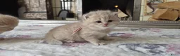 British Shorthair cats for sale: six beautiful British Shorthair  in Halifax - Advert 15