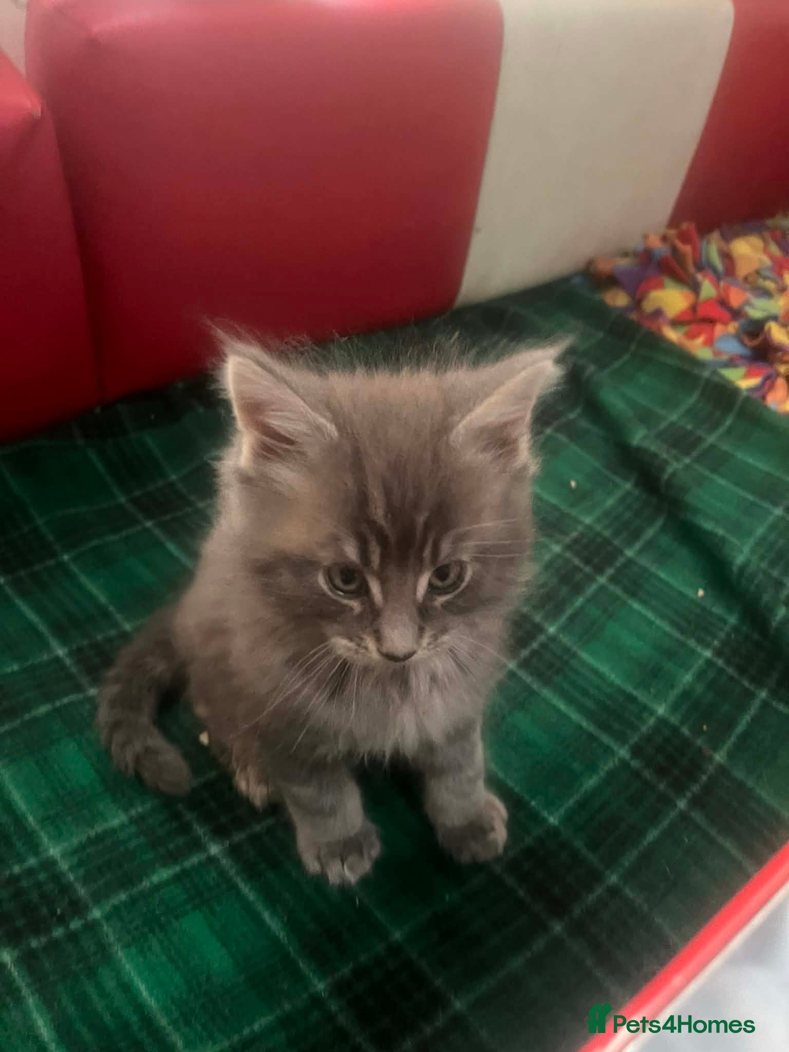 Maine Coon cats Maine coon kittens  - Advert 4