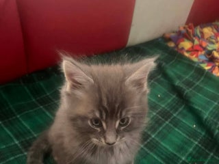 Maine Coon cats Maine coon kittens - Advert 18