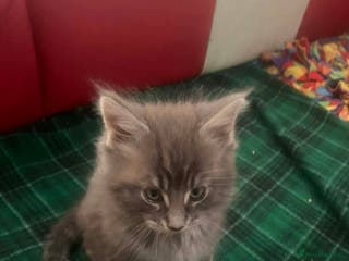 Maine Coon cats Maine coon kittens - Advert 6