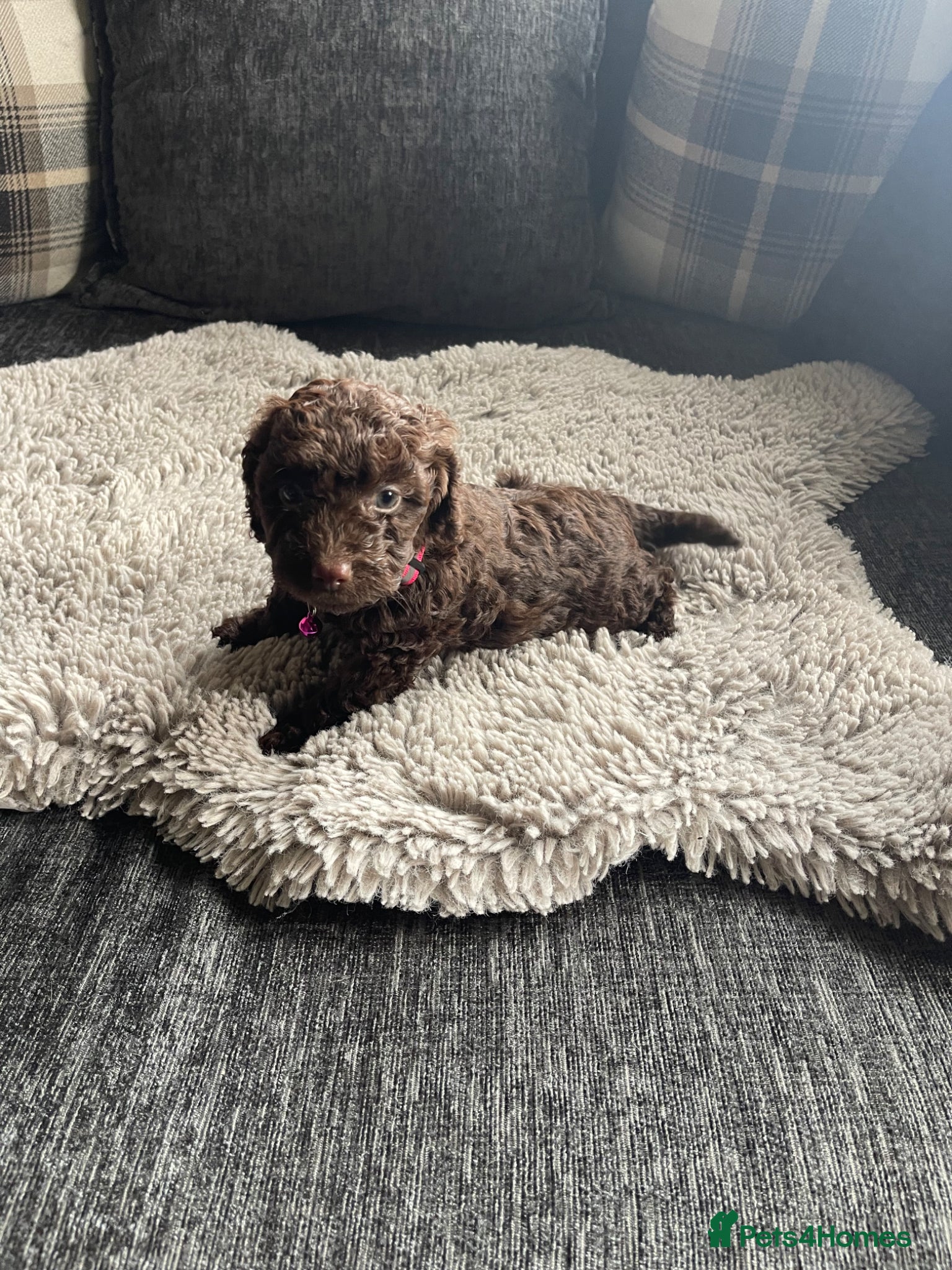 Cockapoo dogs for sale: f1b miniature dna health tested cockerpoos  - Advert 1