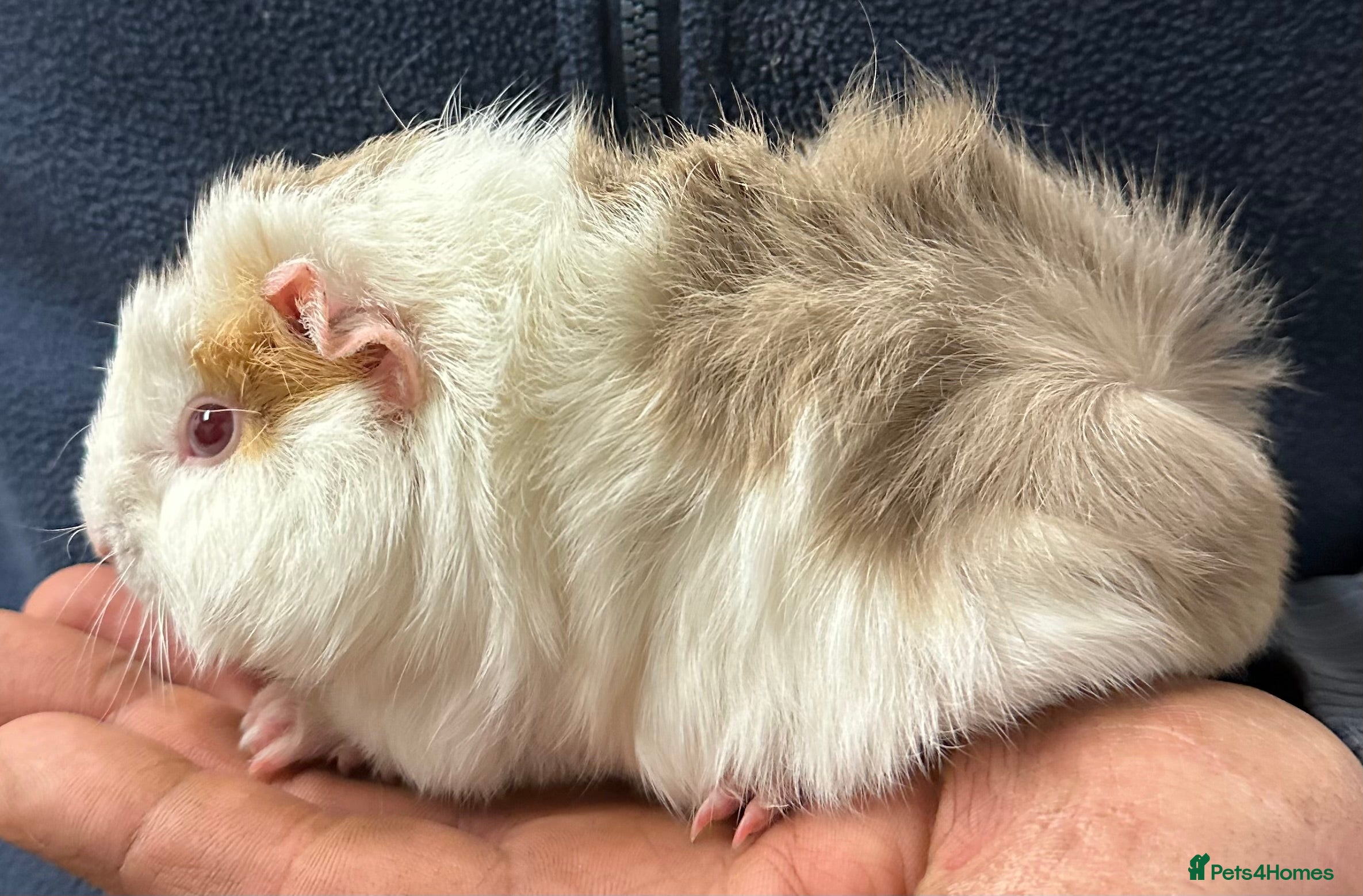 Guinea Pig rodents Baby girls and boys available and some older sows  - Advert 17