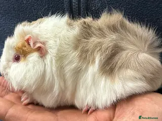 Guinea Pig rodents Baby girls and boys available and some older sows - Advert 10