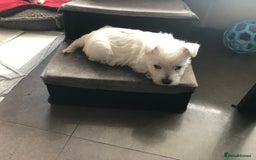 West Highland Terrier dogs for sale: Beautiful west highland puppies for sale - Image 2