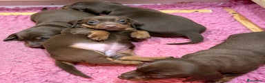 Miniature Dachshund Puppy 1