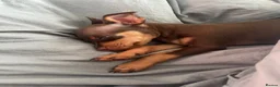 Miniature Pinscher dogs for sale: Beautiful 5generation pedigree min pin pupp - Advert 31
