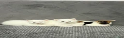 Mixed Breed cats for sale: Beautiful kittens  - Advert 2