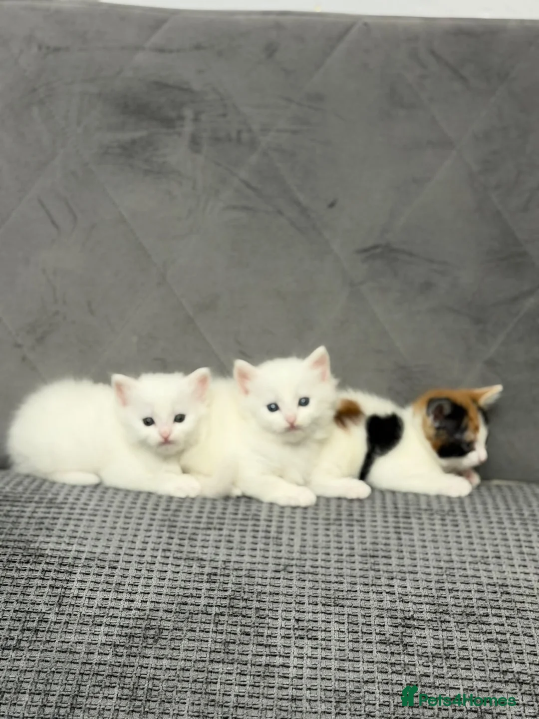 Mixed Breed cats for sale: Beautiful kittens  - Advert 2