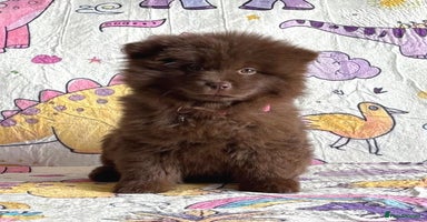 Chow Chow dogs - Advert 7