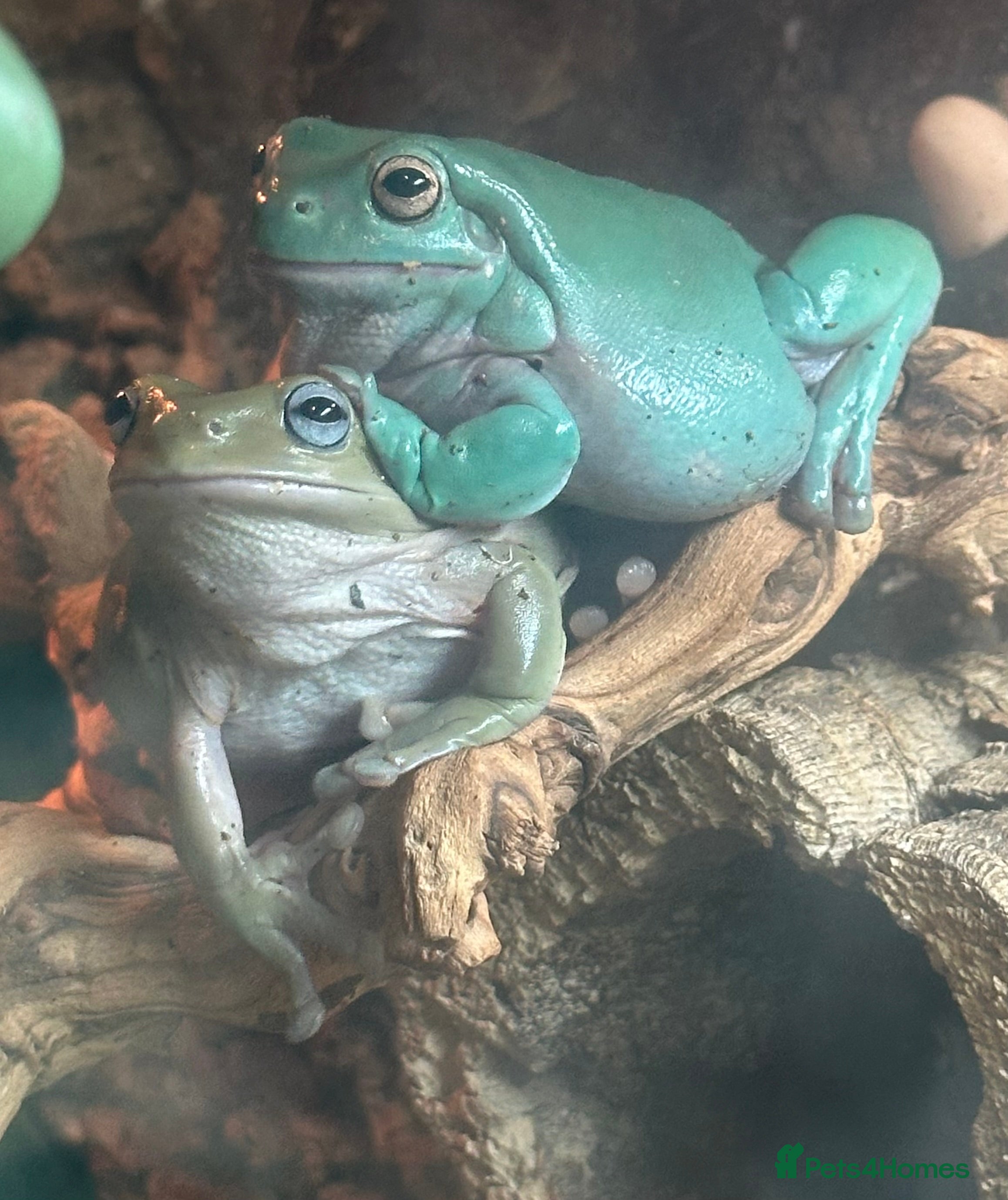 Frog reptiles White Tree Frog Adults  - Advert 4
