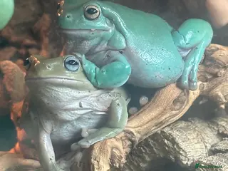 Frog reptiles White Tree Frog Adults - Advert 4