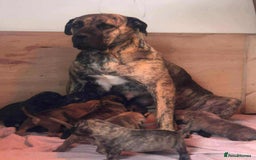 Mastiff dogs for sale: Boerboel x pressa - Image 12