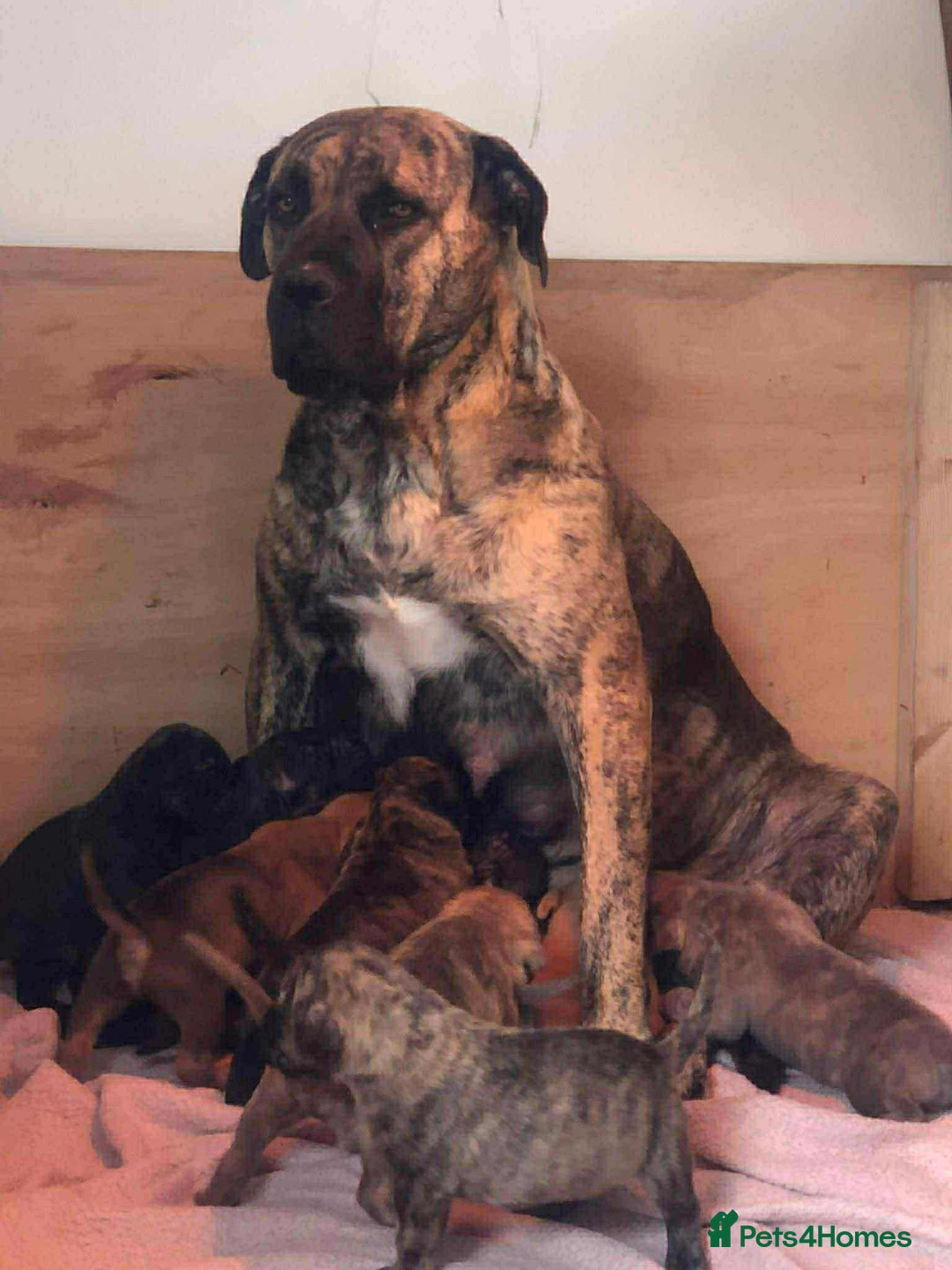 Mastiff dogs for sale: Boerboel x pressa - Image 12