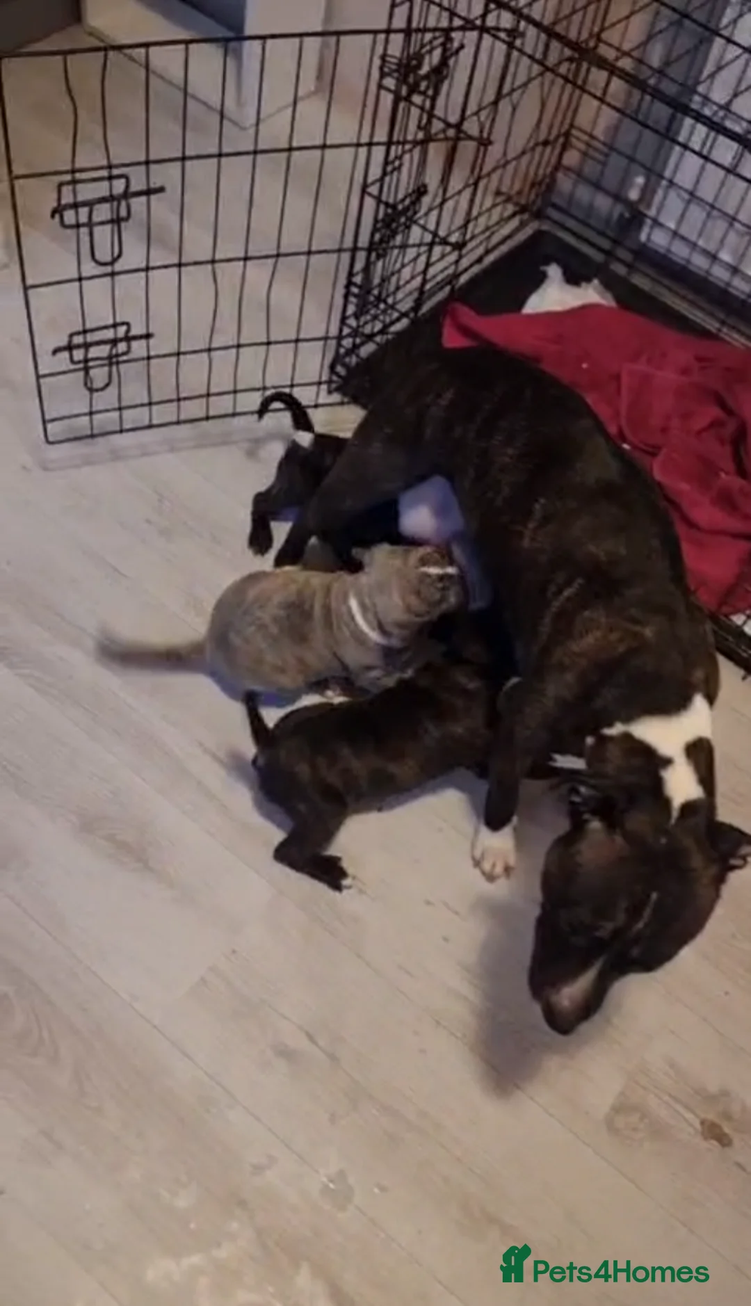 American Bulldog dogs for sale: 2 American Bulldog Puppies Available  - Advert 2