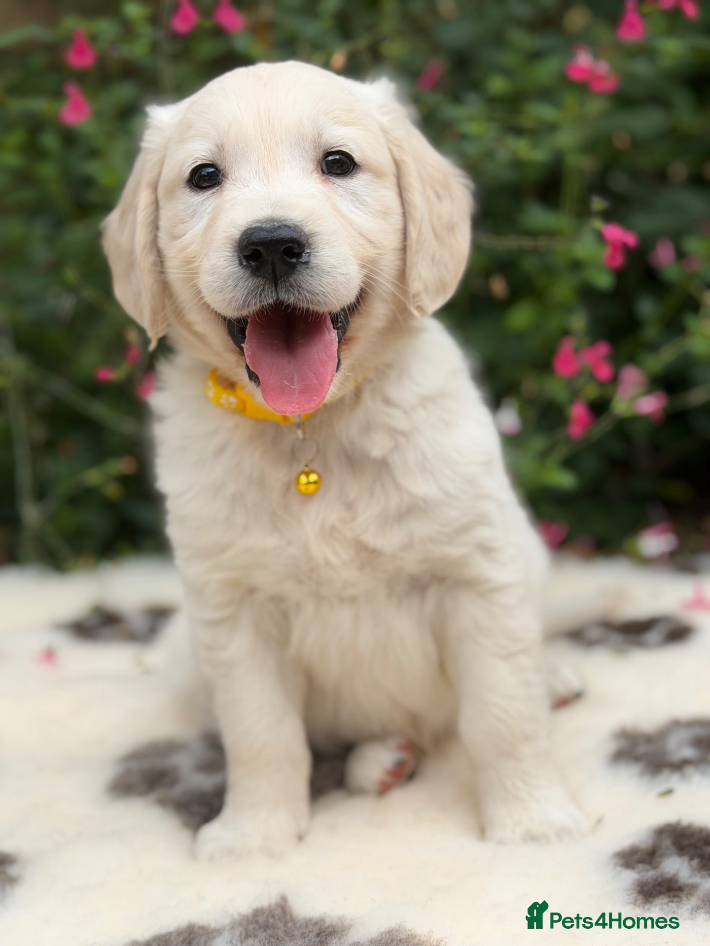 Golden Retriever dogs Beautiful KC Registered Golden Retriever Puppies - Advert 1
