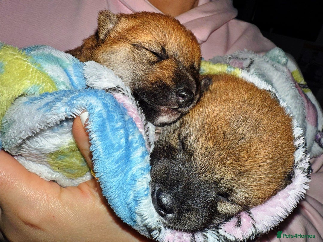 Japanese Shiba Inu dogs for sale: 🏆 CHAMPION 🏆 JAPANESE SHIBA INU チャンピオン 🇯🇵  - Advert 9