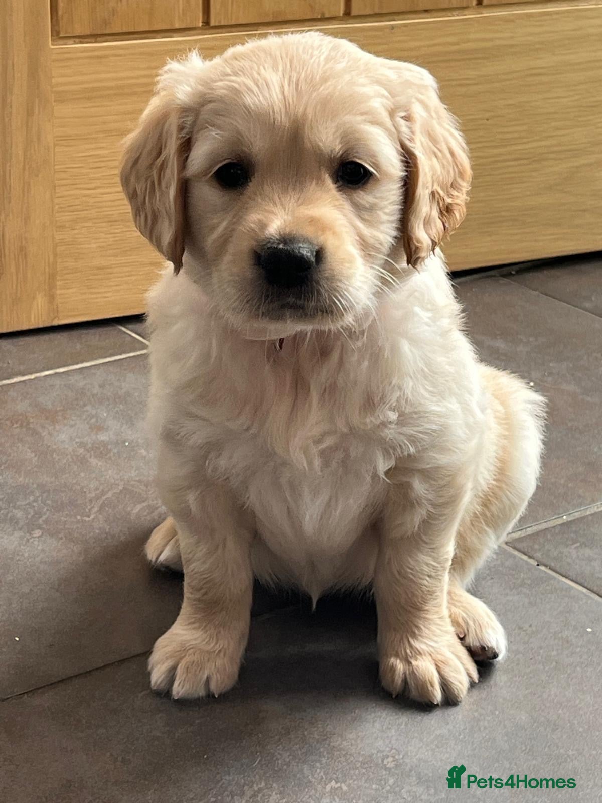 Golden Retriever dogs KC Registered Golden Retriever Puppies  - Advert 2