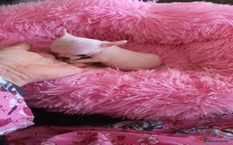 Chihuahua dogs for sale: Adorable 🐶🥰 Mini Girl Available  - Image 2