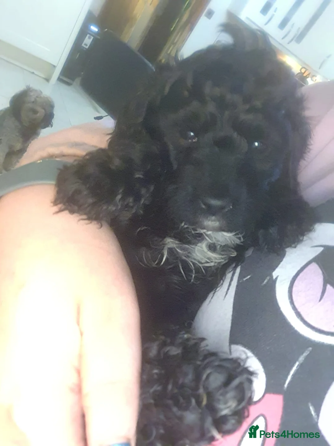 Cavapoo dogs for sale: F1b Health tested Phantom chocolate Merle Cavapoo - Advert 30