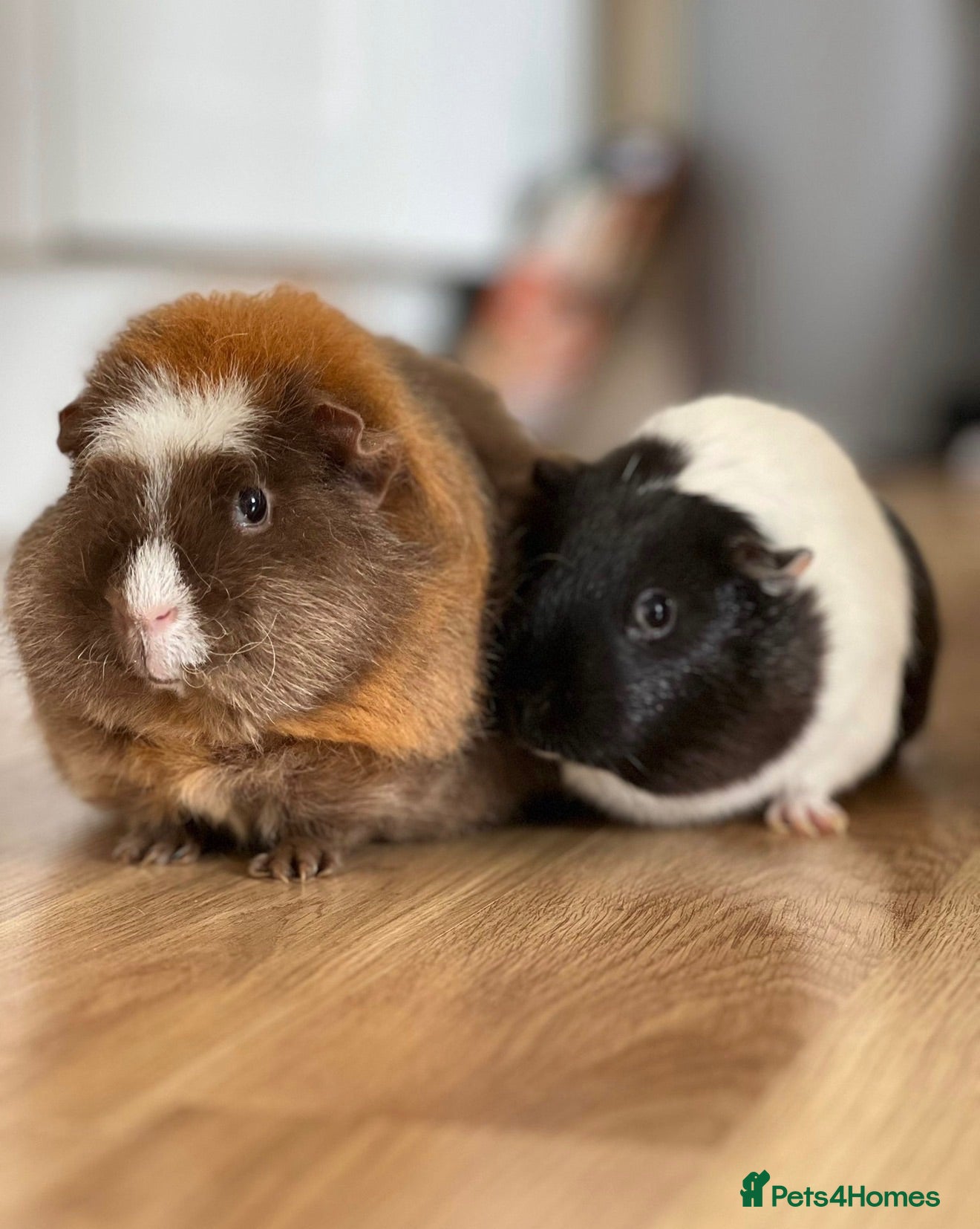 Guinea Pig rodents 2 Female Guinea Pigs - Advert 15